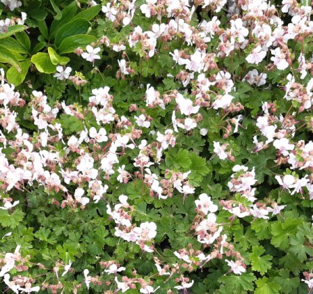 [0] Geranium x cantabrigiense 'Saint Ola' - Storchschnabel