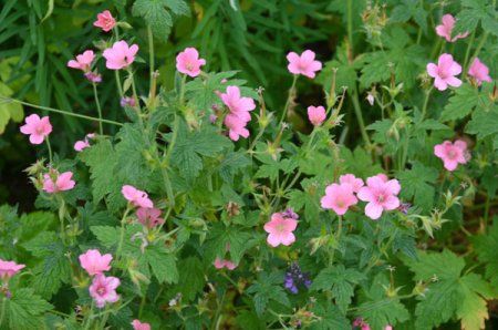 [0] Geranium x oxonianum 'Wageningen' - Storchschnabel