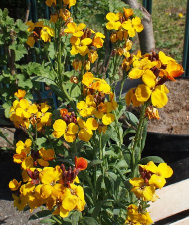 [0] Erysimum cheiri - Goldlack