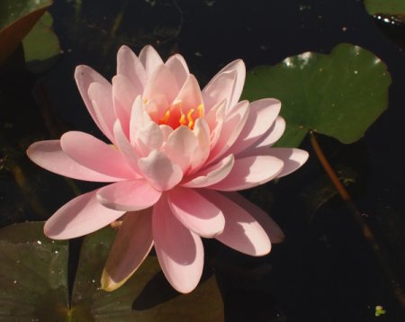 [0] Nymphaea 'Gruß an Potsdam' - Seerose