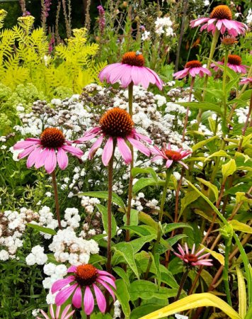[0] Echinacea purpurea 'Magnus' - Purpursonnenhut