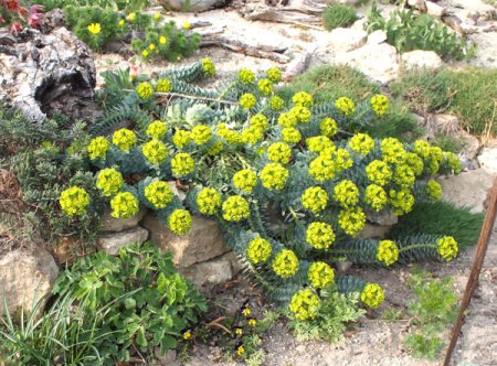 [0] Euphorbia myrsinites - Walzen-Wolfsmilch