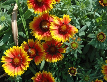 [0] Gaillardia x grandiflora - Kokardenblume