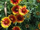 Gaillardia x grandiflora - Kokardenblume