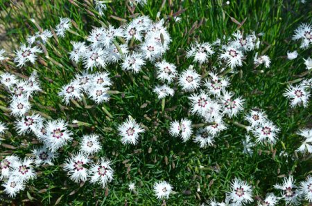[0] Dianthus arenarius - Sand-Nelke