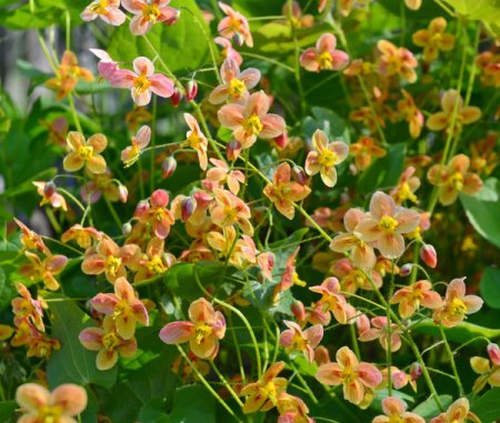 [0] Epimedium x warleyense 'Orangekönigin' - Elfenblume