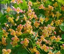 Epimedium x warleyense 'Orangekönigin' - Elfenblume