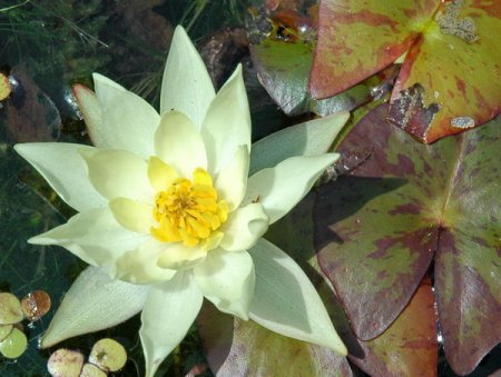 [0] Nymphaea 'Helvola' - Zwerg-Seerose