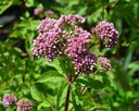 Eupatorium cannabinum 'Flore Pleno' - Wasserdost