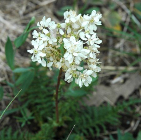[0] Filipendula vulgaris - Kleines Mädesüß