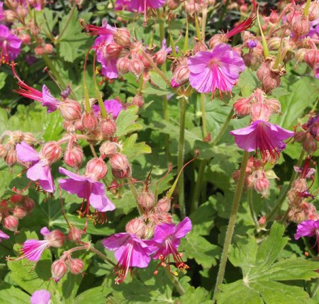 [0] Geranium macrorrhizum 'Bevan's Variety' - Storchschnabel