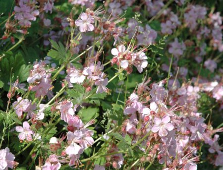 [0] Geranium macrorrhizum 'Ingwersen' - Storchschnabel