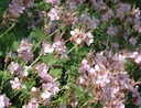 Geranium macrorrhizum 'Ingwersen' - Storchschnabel