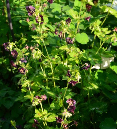 [0] Geranium phaeum 'Samobor' - Storchschnabel