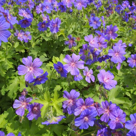 [0] Geranium 'Sabani Blue' - Storchschnabel