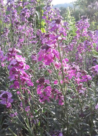 [0] Erysimum 'Bowles's Mauve' - Schöterich