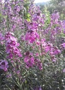Erysimum 'Bowles's Mauve' - Schöterich