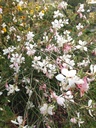Gaura lindheimeri - Prachtkerze