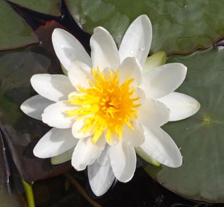 [0] Nymphaea 'Hermine' - Seerose