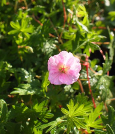 [0] Geranium sanguineum var. striatum - Blut-Storchschnabel