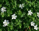 Geranium sanguineum 'Album' - Blut-Storchschnabel
