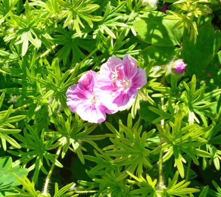 [0] Geranium sanguineum 'Elke' - Blut-Storchschnabel