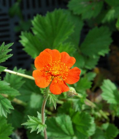 [0] Geum coccineum 'Werner Arends' - Nelkenwurz