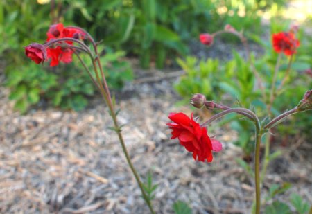 [0] Geum 'Red Wings' - Nelkenwurz