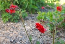 Geum 'Red Wings' - Nelkenwurz