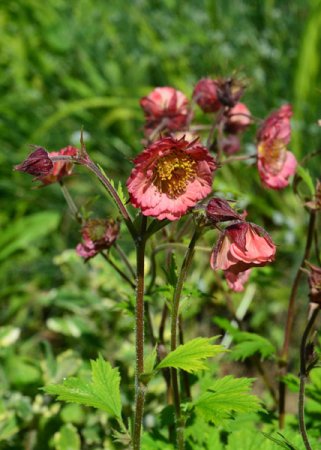 [0] Geum 'Beech's Double' - Nelkenwurz