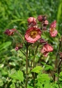 Geum 'Beech's Double' - Nelkenwurz