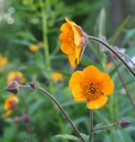 Geum 'Karlskaer' - Nelkenwurz