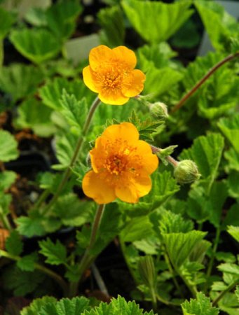 [0] Geum 'Georgenberg' - Nelkenwurz