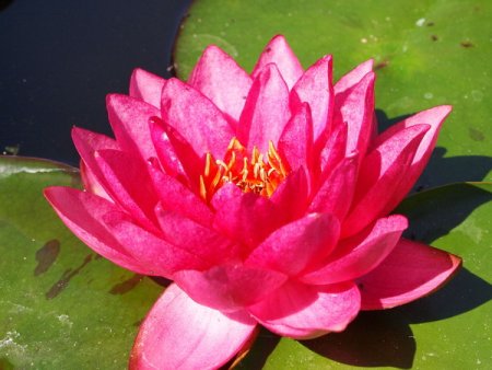 [0] Nymphaea 'James Brydon' - Seerose