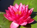 Nymphaea 'James Brydon' - Seerose
