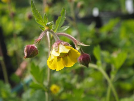[0] Geum 'Herterton Primrose' - Nelkenwurz