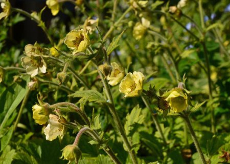[0] Geum 'Jolly Roger' - Nelkenwurz