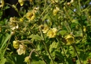 Geum 'Jolly Roger' - Nelkenwurz