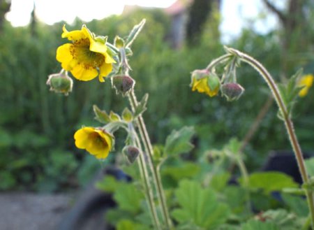 [0] Geum 'Lemon Drops' - Nelkenwurz