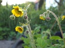 Geum 'Lemon Drops' - Nelkenwurz