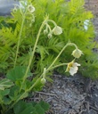 Geum 'Moonlight Serenade' - Nelkenwurz
