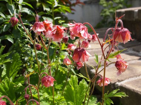 [0] Geum 'Pink Frills' - Nelkenwurz