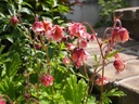 Geum 'Pink Frills' - Nelkenwurz