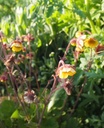 Geum 'Poco' - Nelkenwurz
