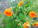 Geum 'Prinses Juliana' - Nelkenwurz