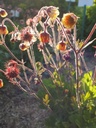 Geum 'Rusty Young' - Nelkenwurz