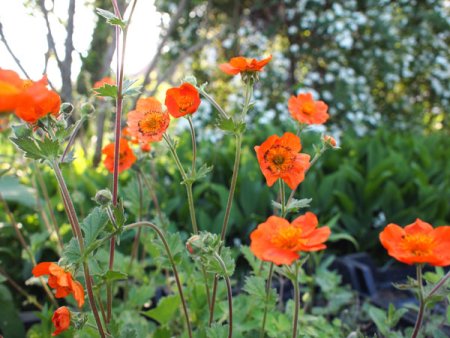 [0] Geum 'Sigiswang' - Nelkenwurz