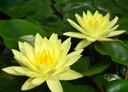 Nymphaea 'Joey Tomocik' - Seerose