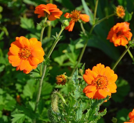 [0] Geum 'Mandarin' - Nelkenwurz