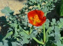 Glaucium flavum var. aurantiacum - Hornmohn